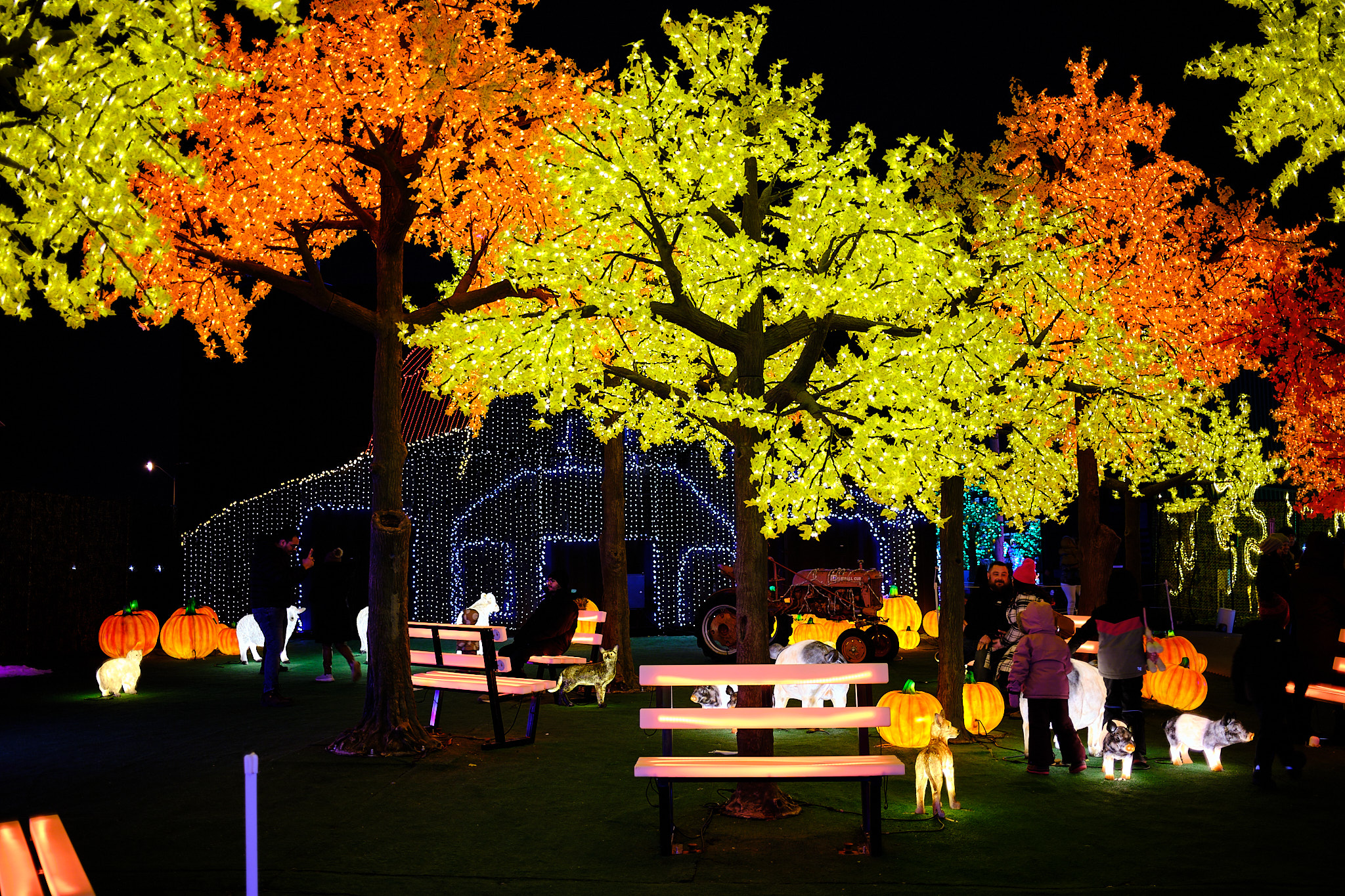 Fujifilm X100V SDR JPEG of illuminated yellow and orange autumn trees at night.