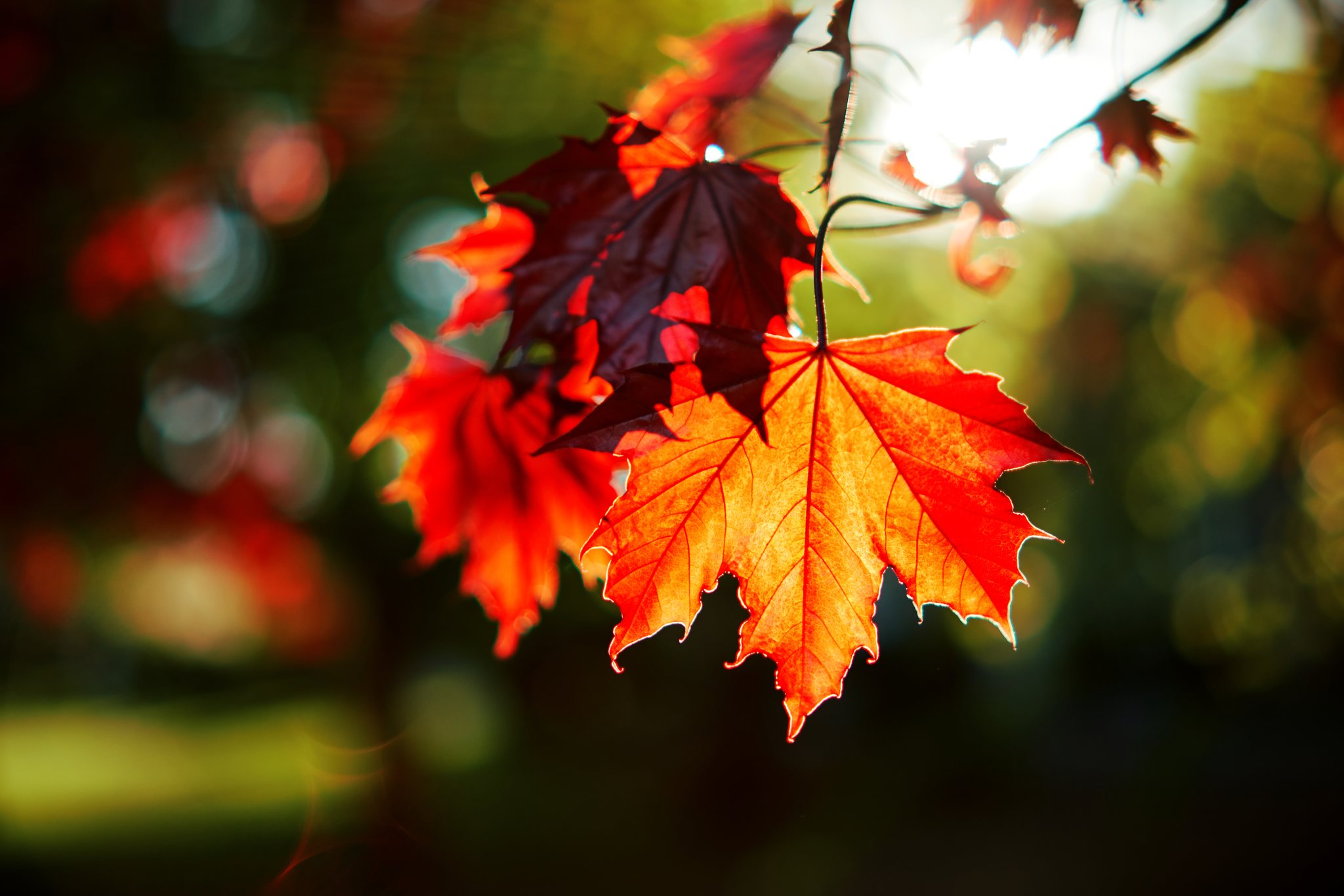 Ultra HDR version of the maple leaves with brighter sunlit edges and translucent reds.